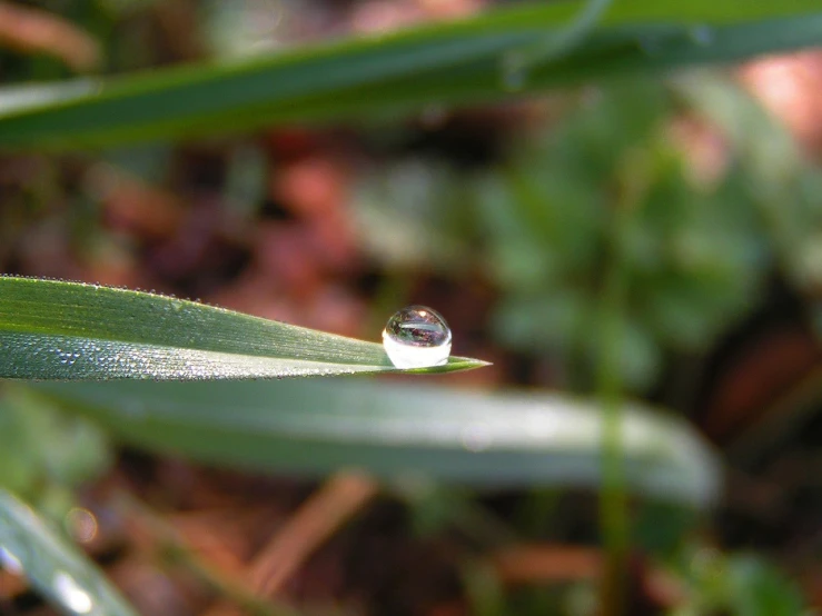 a small drop of water on a green leaf