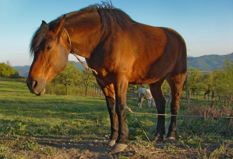 an adult brown horse standing in a field near some other horses