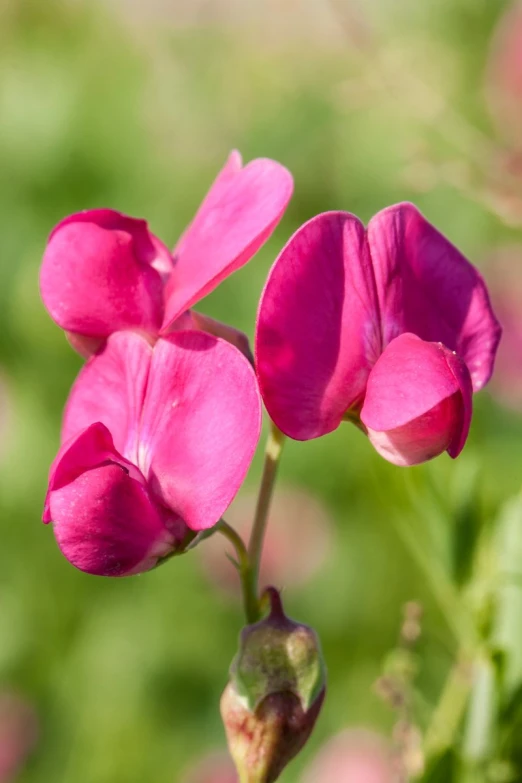 pink flowers blooming in front of bright green background