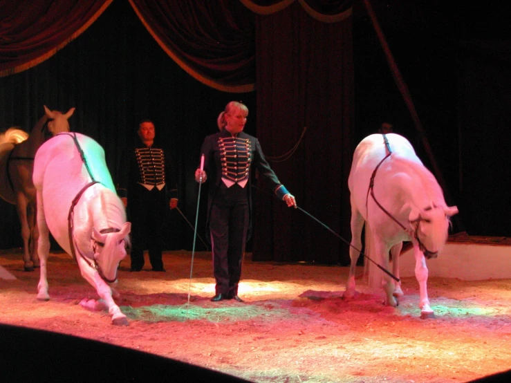two white horses are walking on a stage