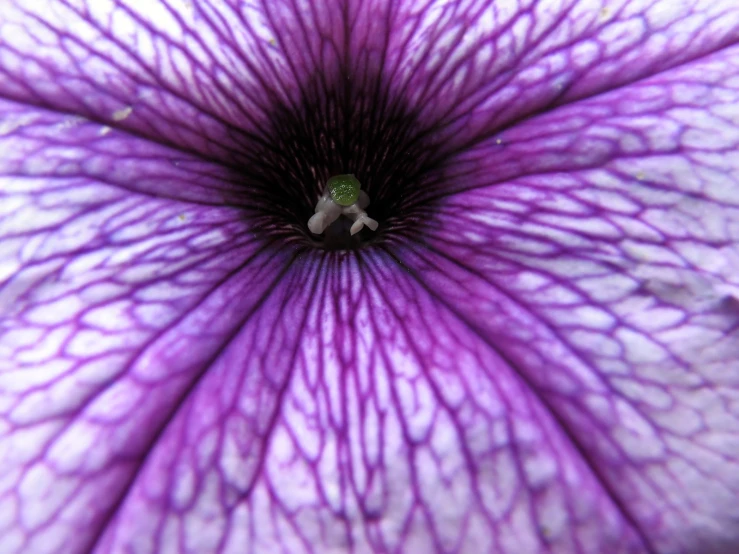 the inside of a flower that is very close up