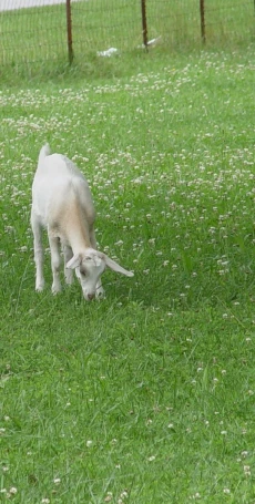 the two baby sheep are playing in the field