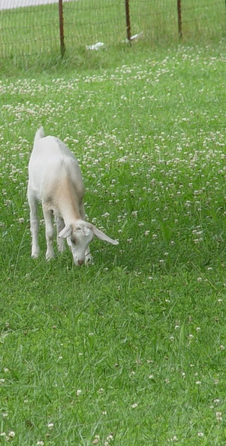 the two baby sheep are playing in the field
