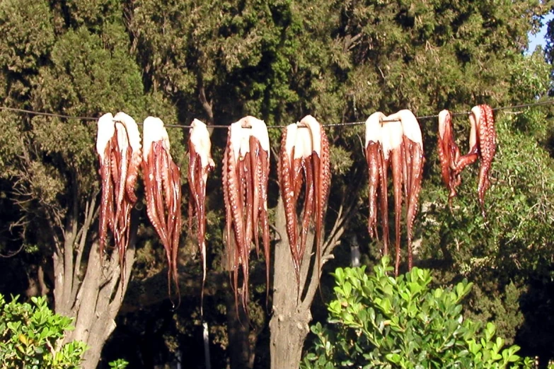 there are red flower heads on this tree