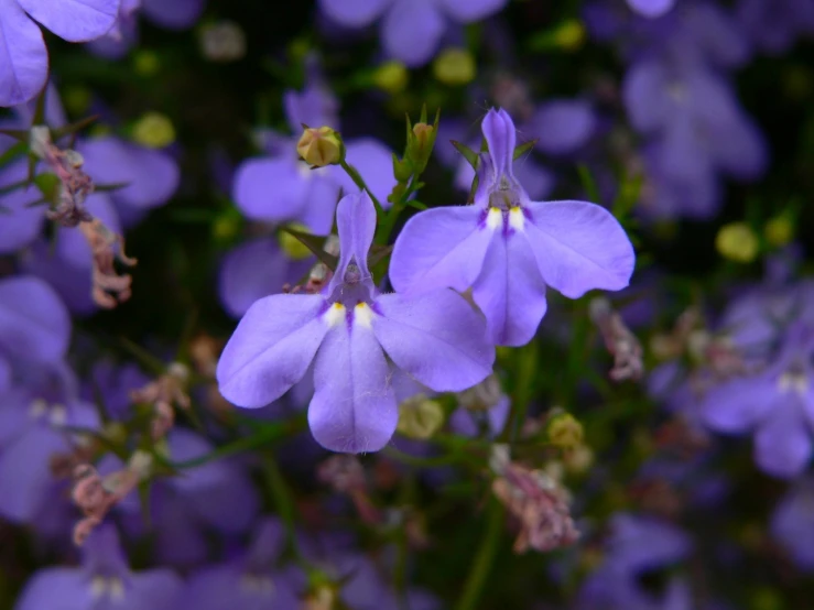 a close up of purple flowers on a blurry background