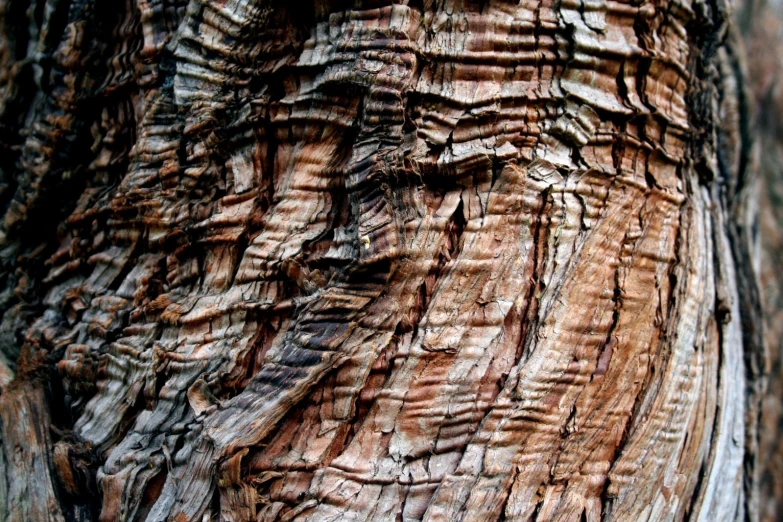 a close up picture of the bark on a tree