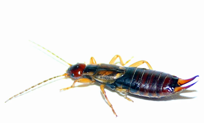 a cockroach is sitting on a white surface