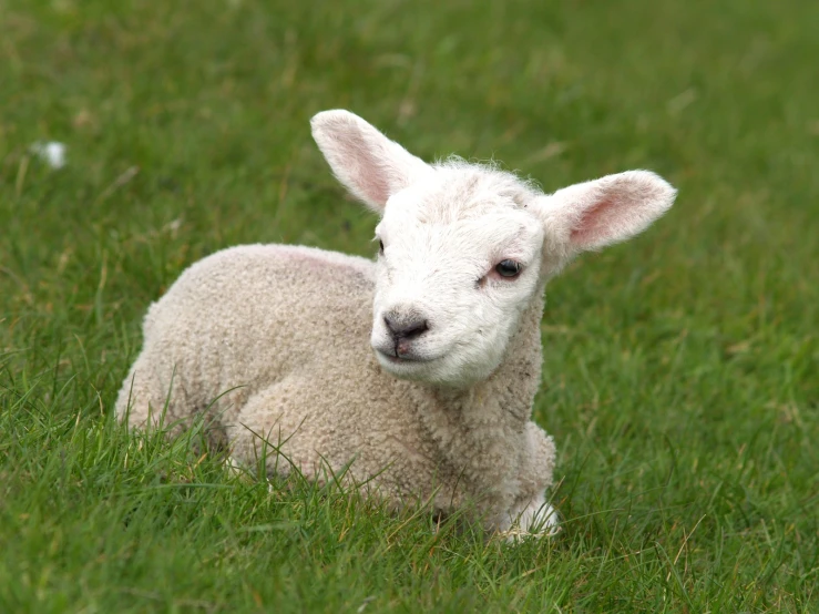 an image of a baby lamb that is laying down