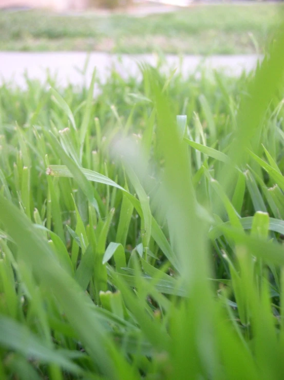 close up image of grass and a street in the background