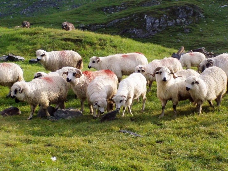 a flock of sheep standing on top of a lush green field