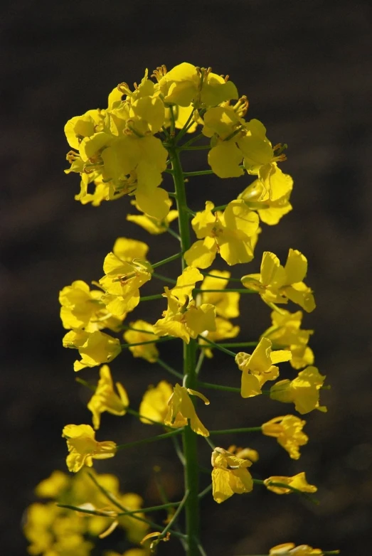 yellow flowers, close up on a black background