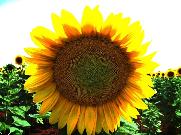 large yellow sunflower with green leaves on a sunny day