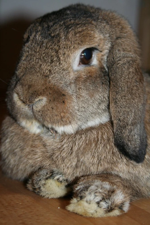 an image of a rabbit that is sitting down