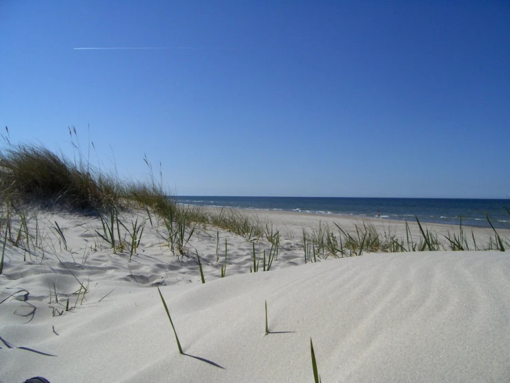 a beach with a few grass growing out of the sand