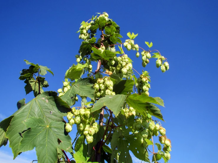 green plant leaves against a blue sky with white flowers