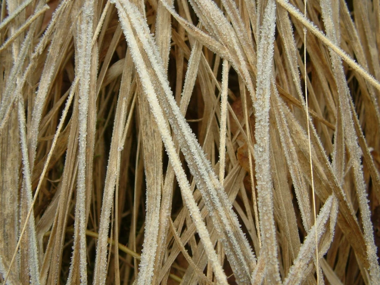 snowflakes that are covered in grass and twigs