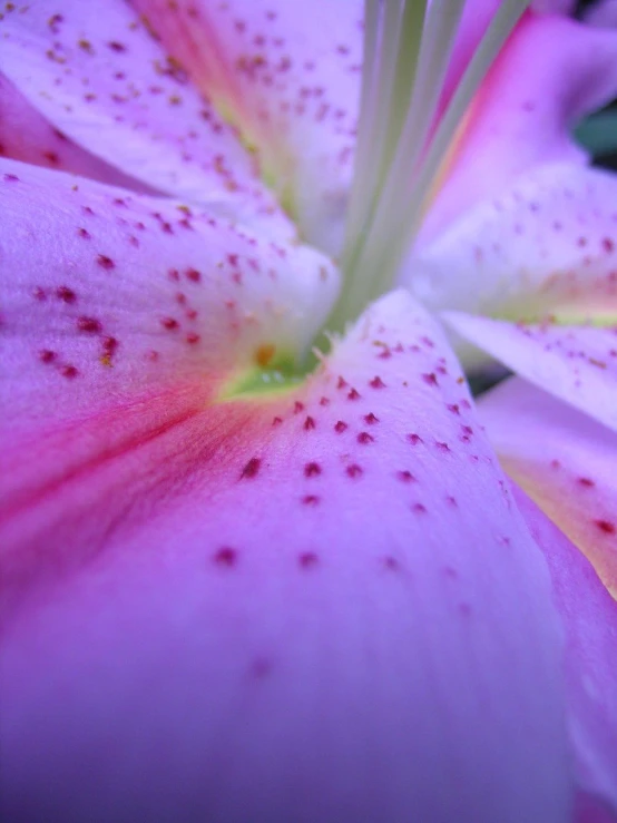 this is a beautiful pink flower in bloom