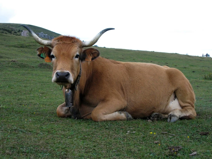 a brown cow laying on top of a lush green field