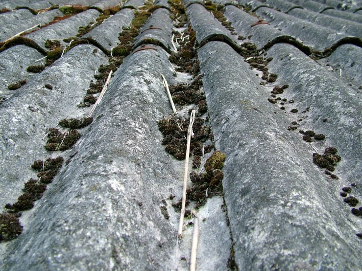 some plants sticking out of some concrete and leaves on the ground