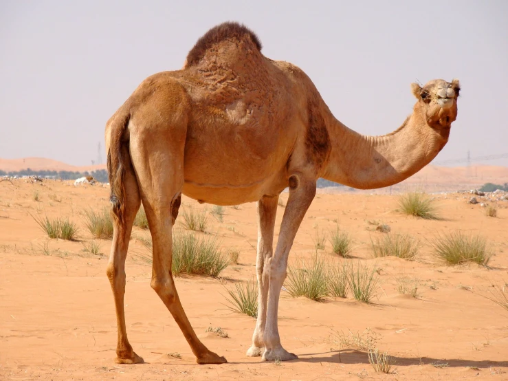 a camel is walking across the desert