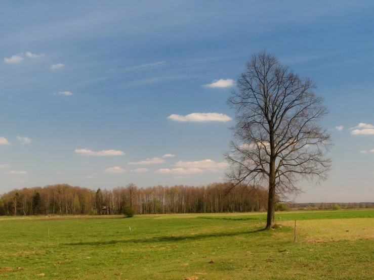 lone tree in large grassy field with blue sky