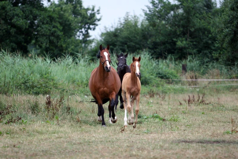 two horses run through the grass next to each other