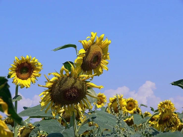 a huge field of very bright sunflowers