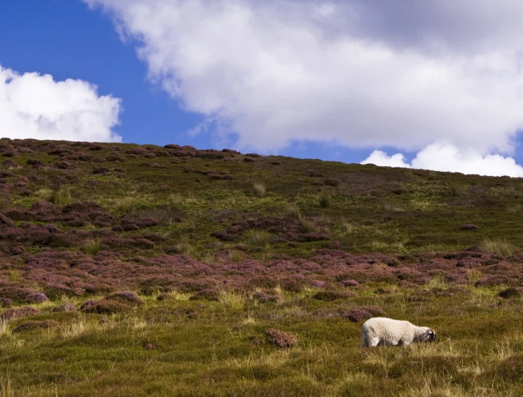 some animals out in the grass on a hill