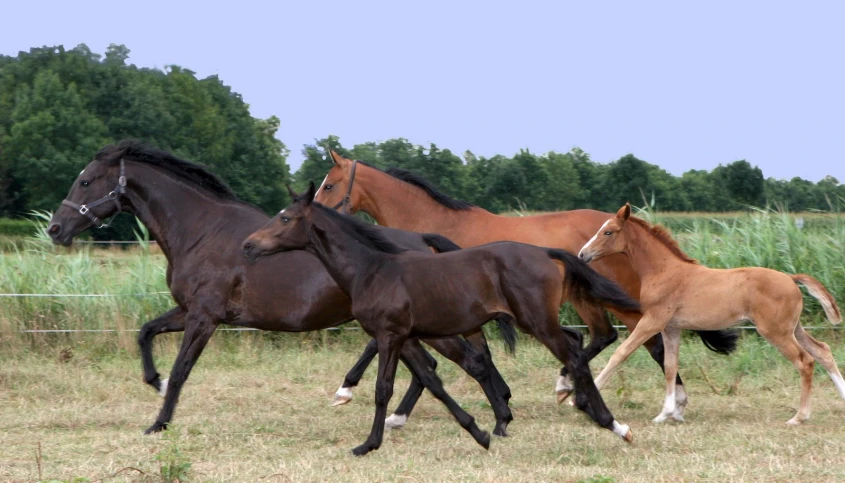 a herd of brown horses walking on top of a grass covered field