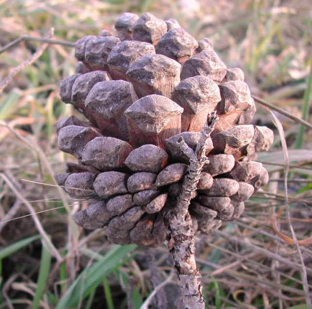 a close - up of a bunch of pine cones on a plant