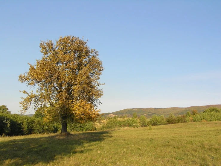 the lone tree stands in a clearing with no other trees in sight