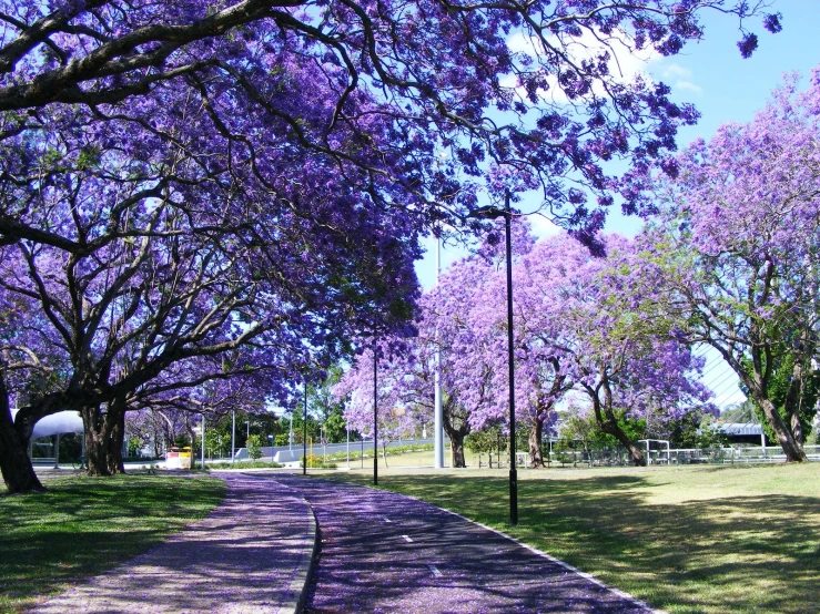 the park's walkway has been lined with bright pink trees