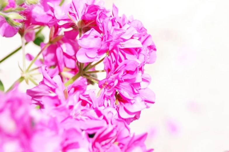 pink flowers in a vase with an out of focus background