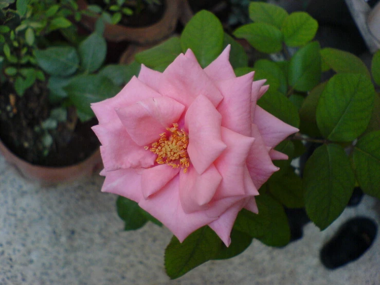 a pink flower surrounded by green leaves