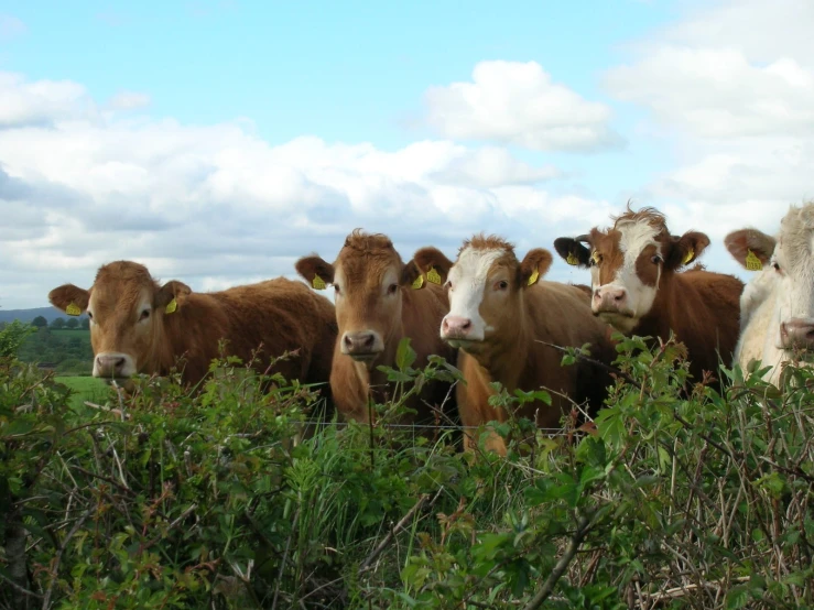 some brown and white cows some bushes and clouds