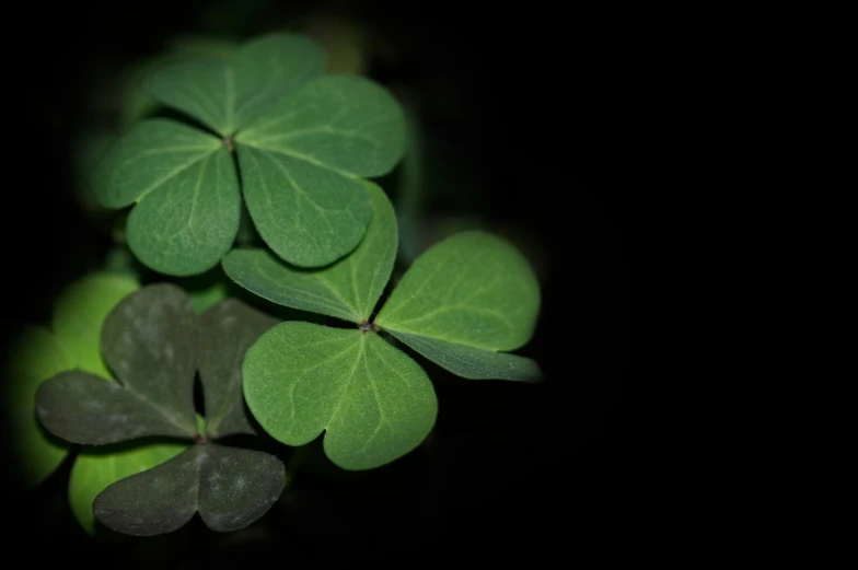 several clover shaped leaves in the dark