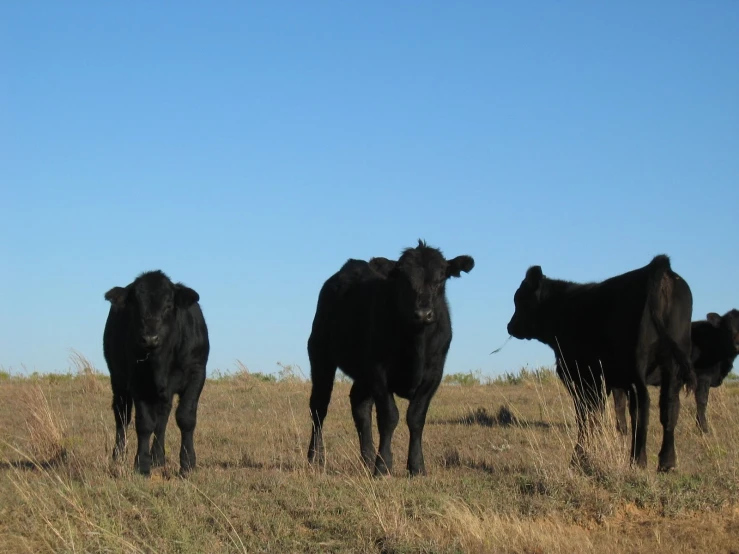 black cattle standing on grassy field with sky in background