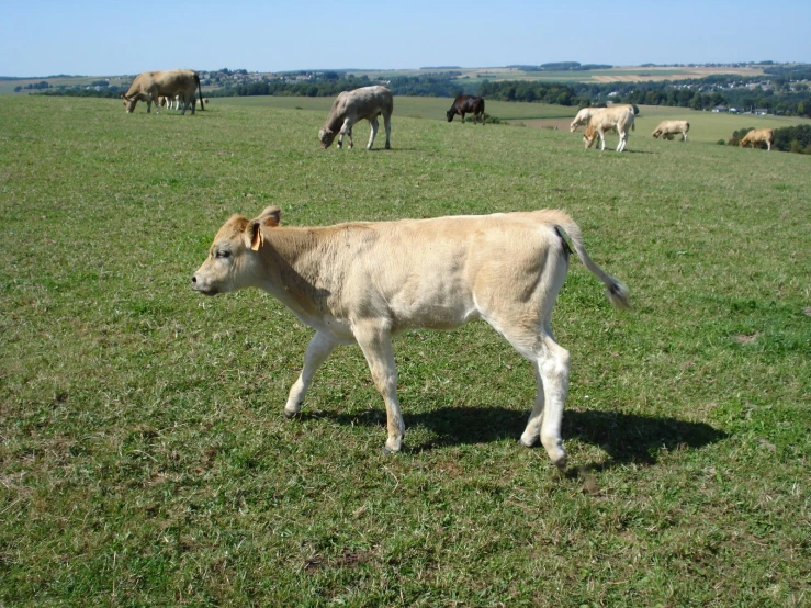 brown calf walking in a field with many white cows