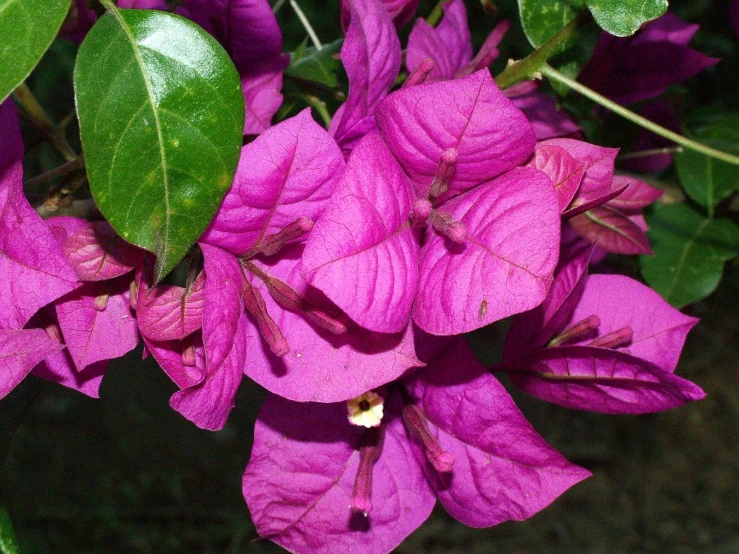 a group of pink flowers that are in the grass