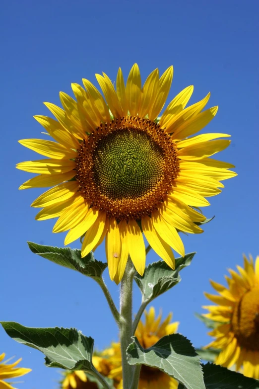 the sunflower is shining bright in the blue sky