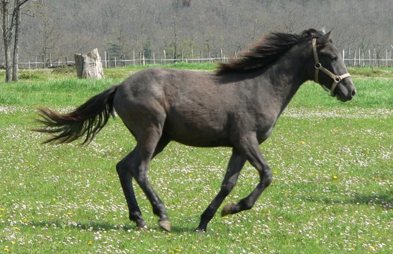 the horse is running through the grassy field