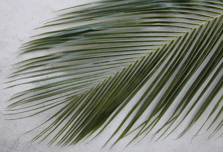 a large palm tree leaves on a grey concrete surface