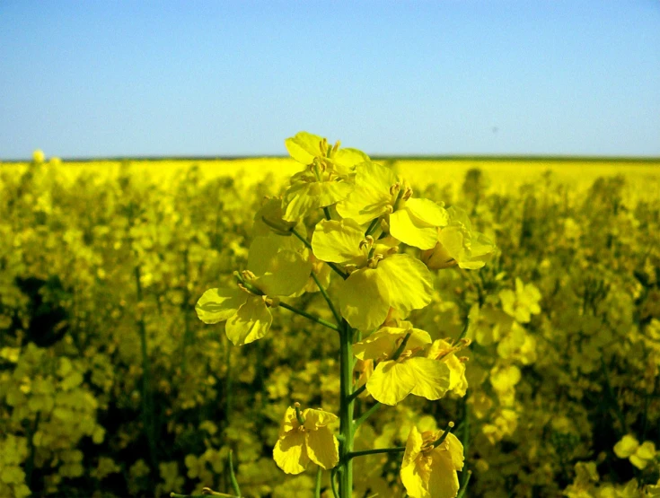 a tall yellow flower sitting in a field