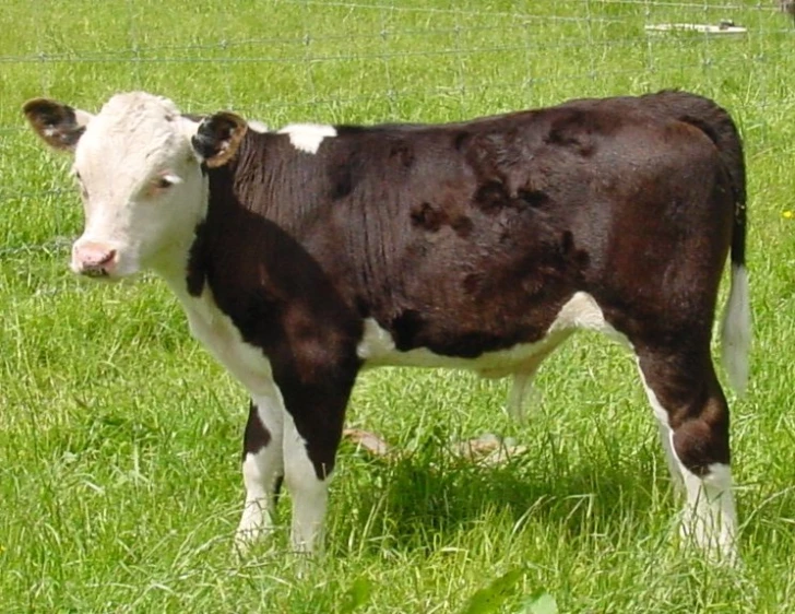 a cow standing in the grass near a fence