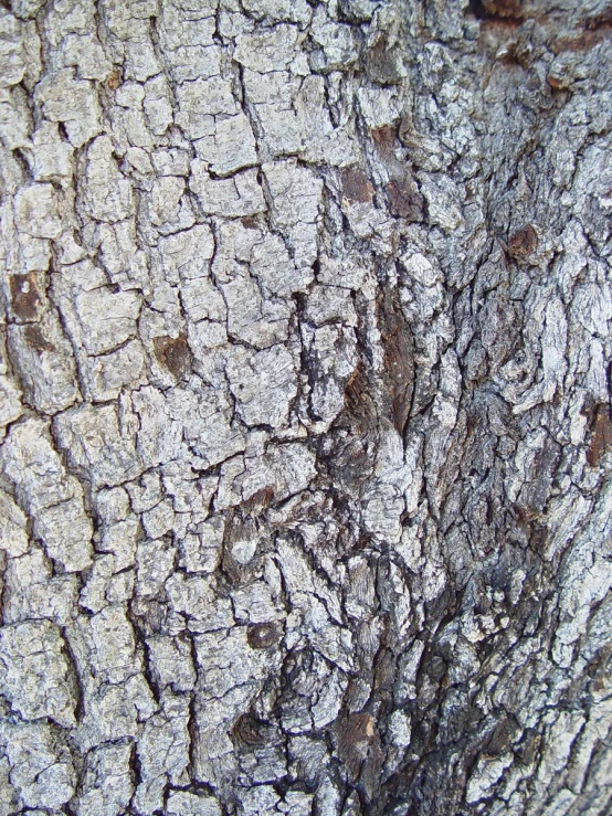 bark on a tree showing rough, grainy s