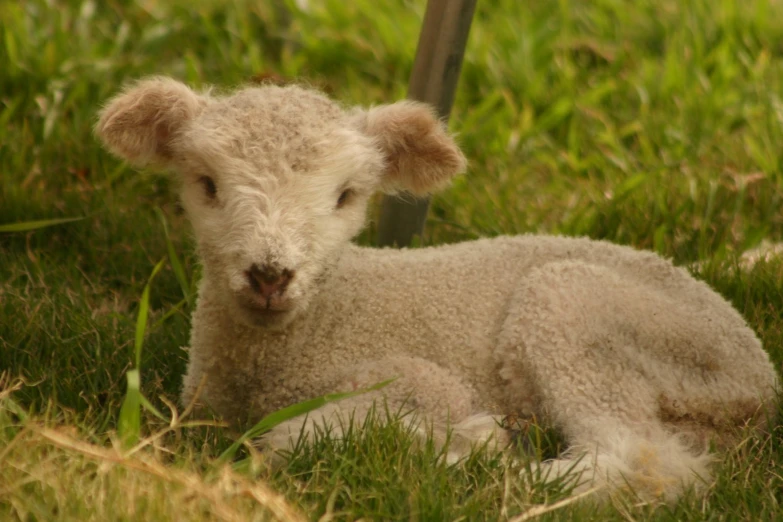 a baby sheep laying on top of a lush green field