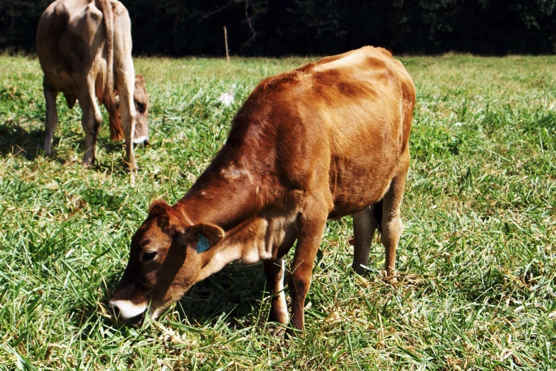 two cows graze together in a grassy field