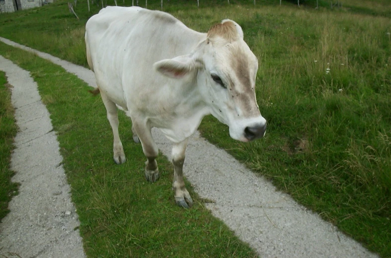 a large white cow is walking down a road