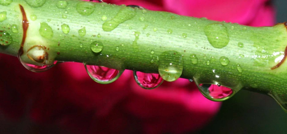 two pink roses behind a green long leaf