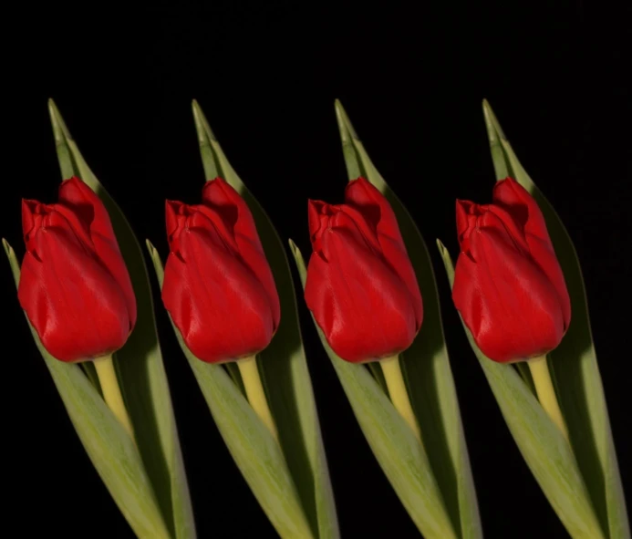 four red tulips in the dark, a black background